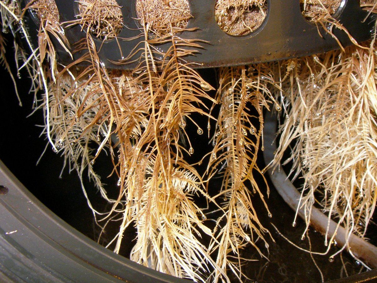 Root rot in low pressure aeroponics 5