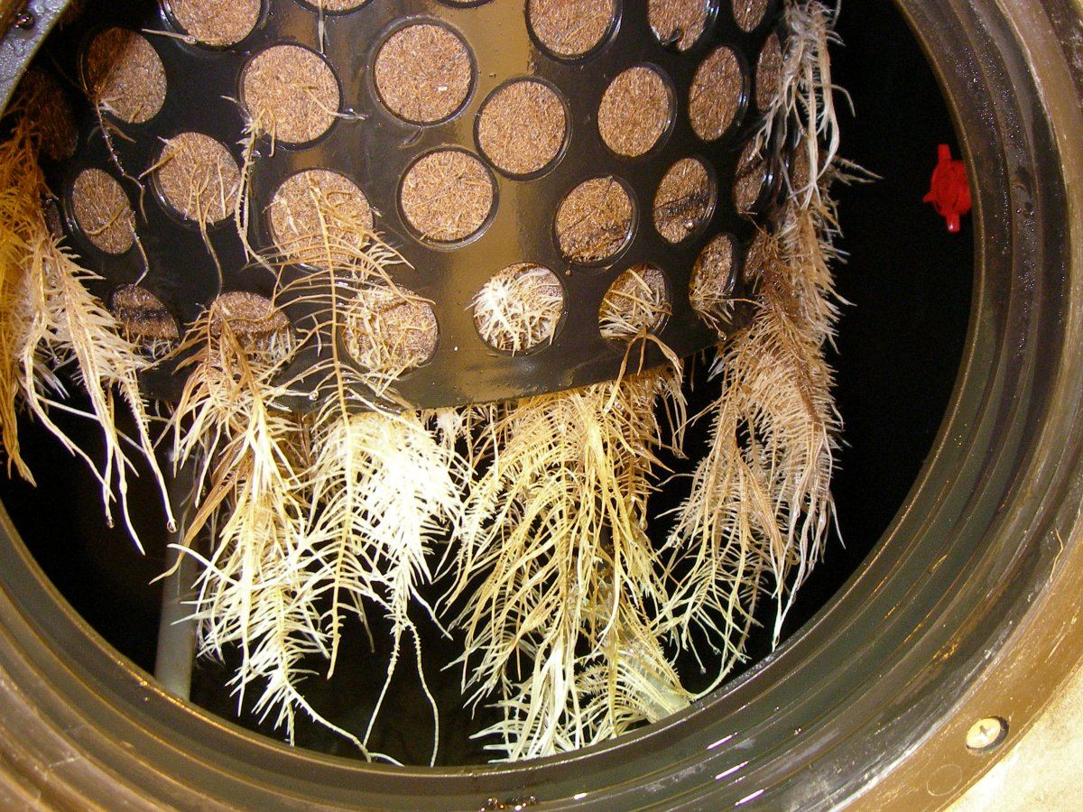 Root rot in low pressure aeroponics