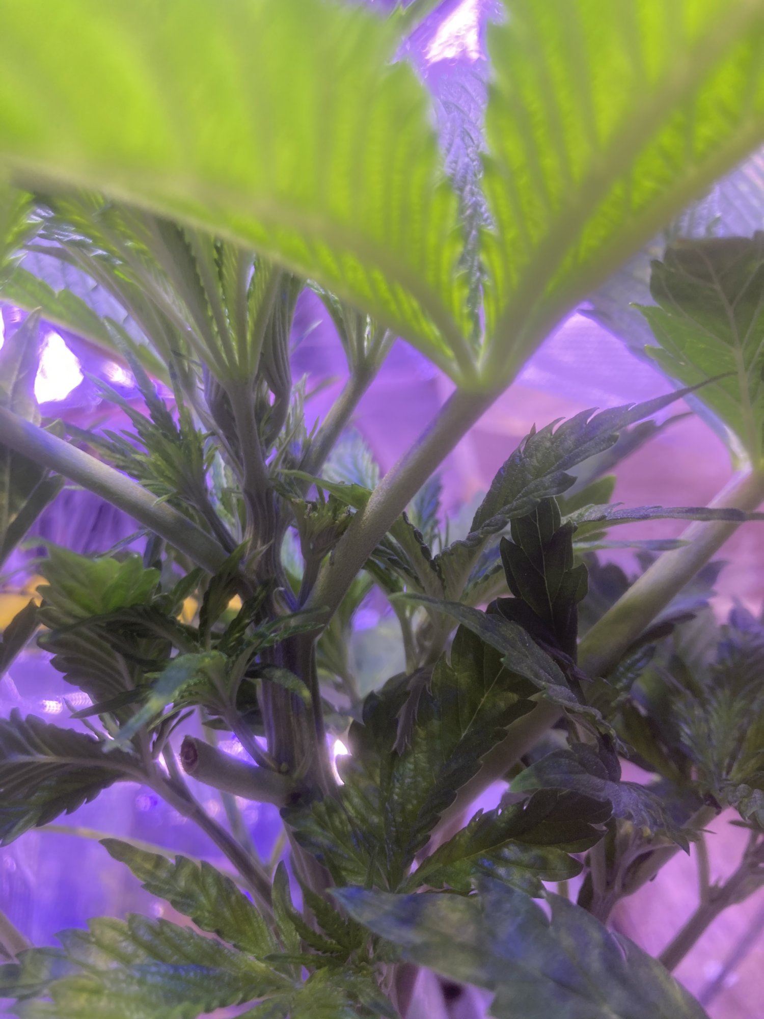 Root rot issues may have turned plant 2