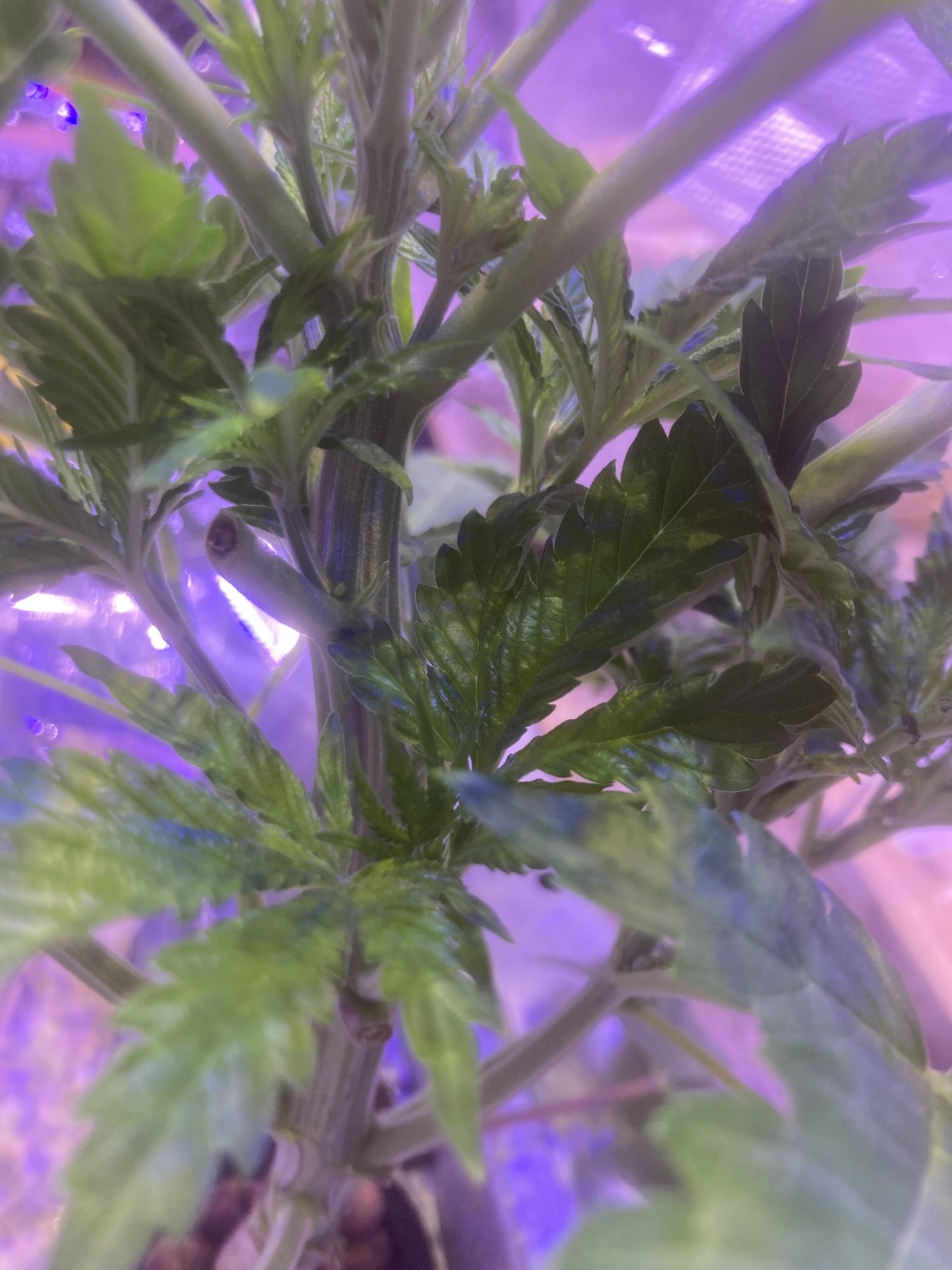 Root rot issues may have turned plant 4