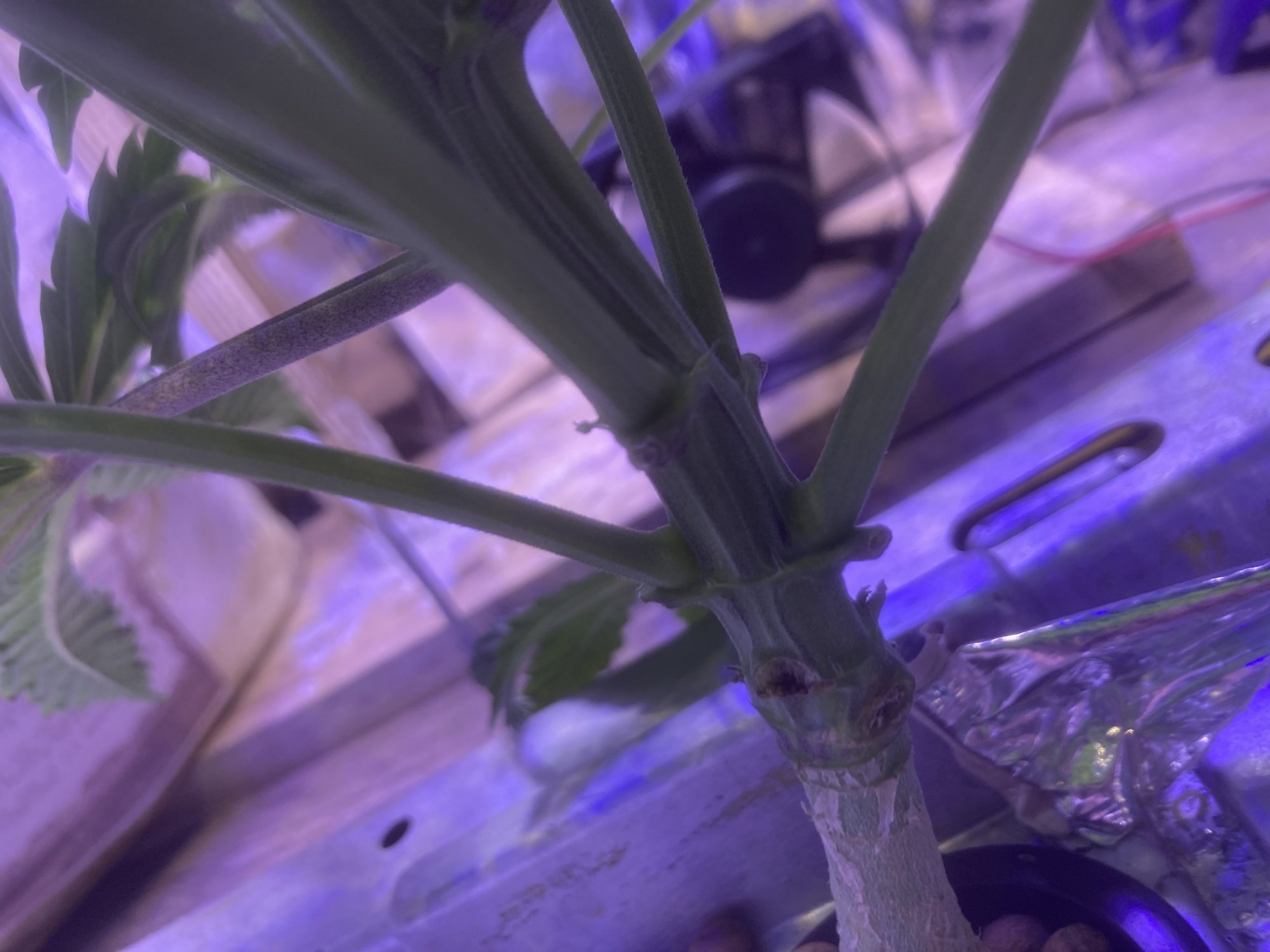 Root rot issues may have turned plant