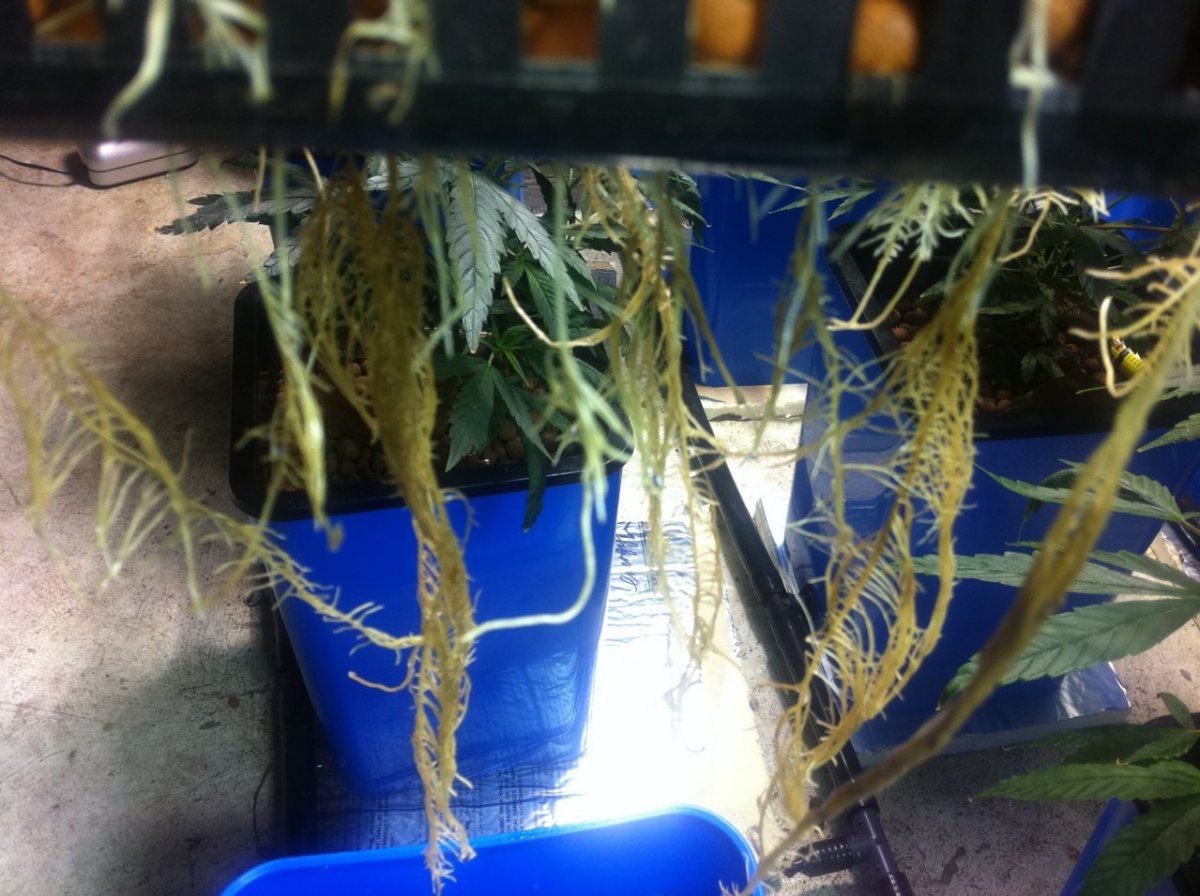 Root rot pic 52212