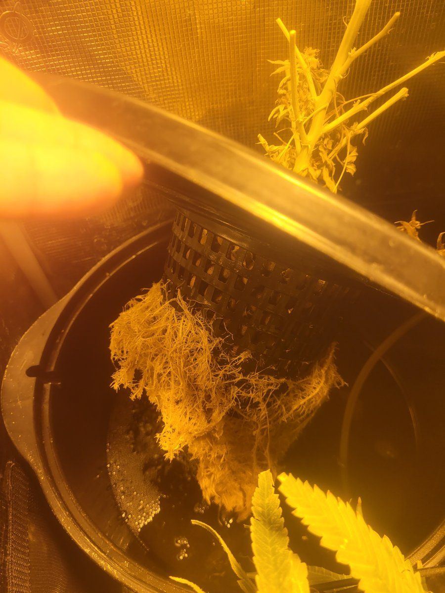 Root stunning in dwc alway same spot in grow tent 2