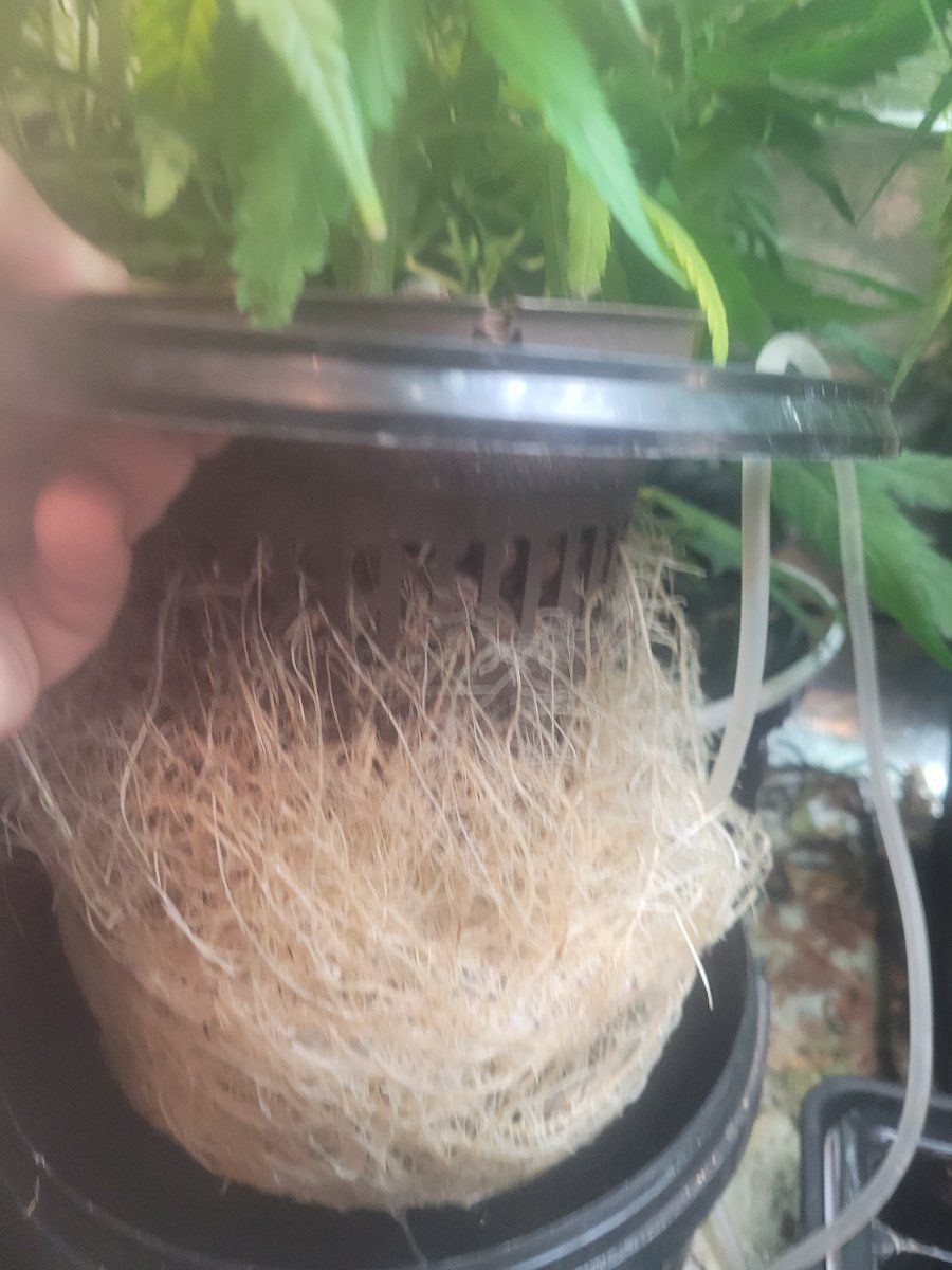 Root stunning in dwc alway same spot in grow tent