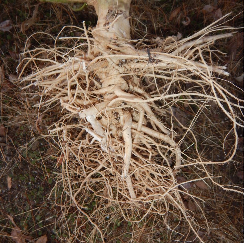 Root1