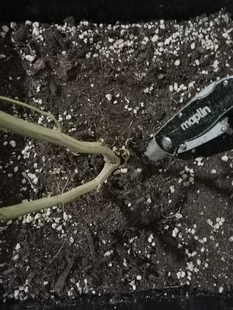 Rootball cut1
