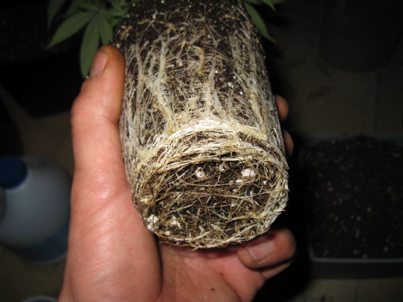 Rootbound