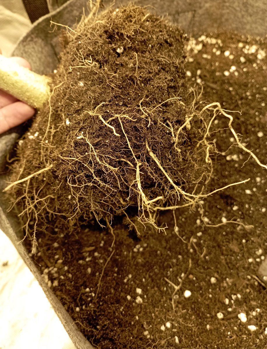 Rootchop2