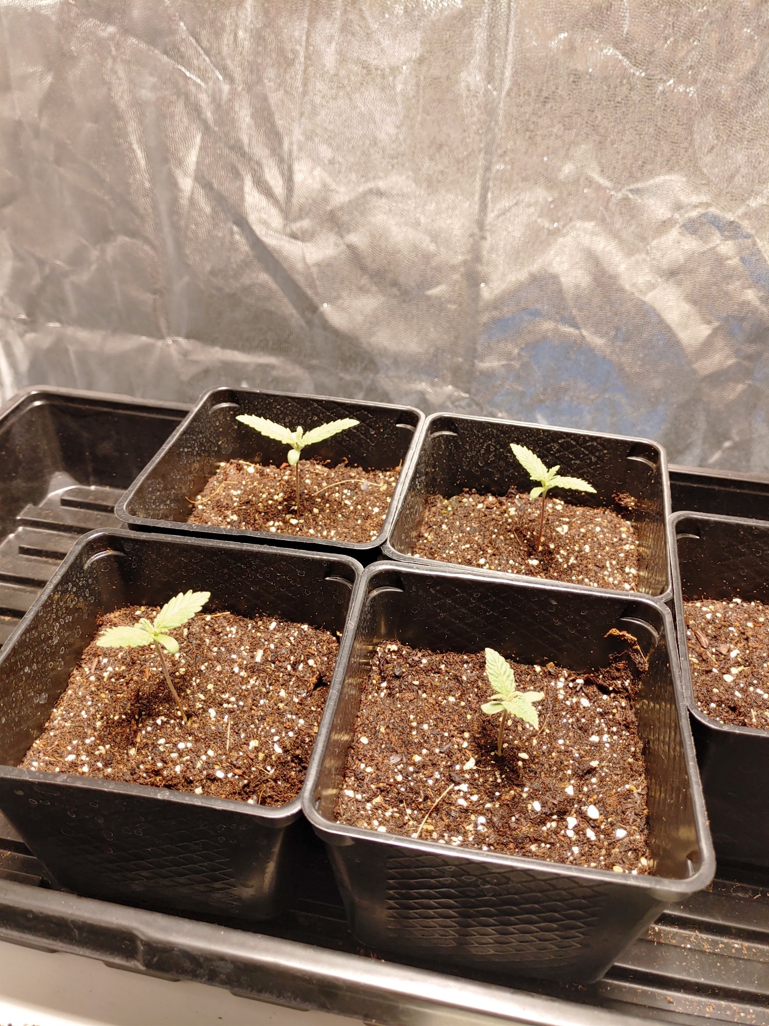Rooting D7a