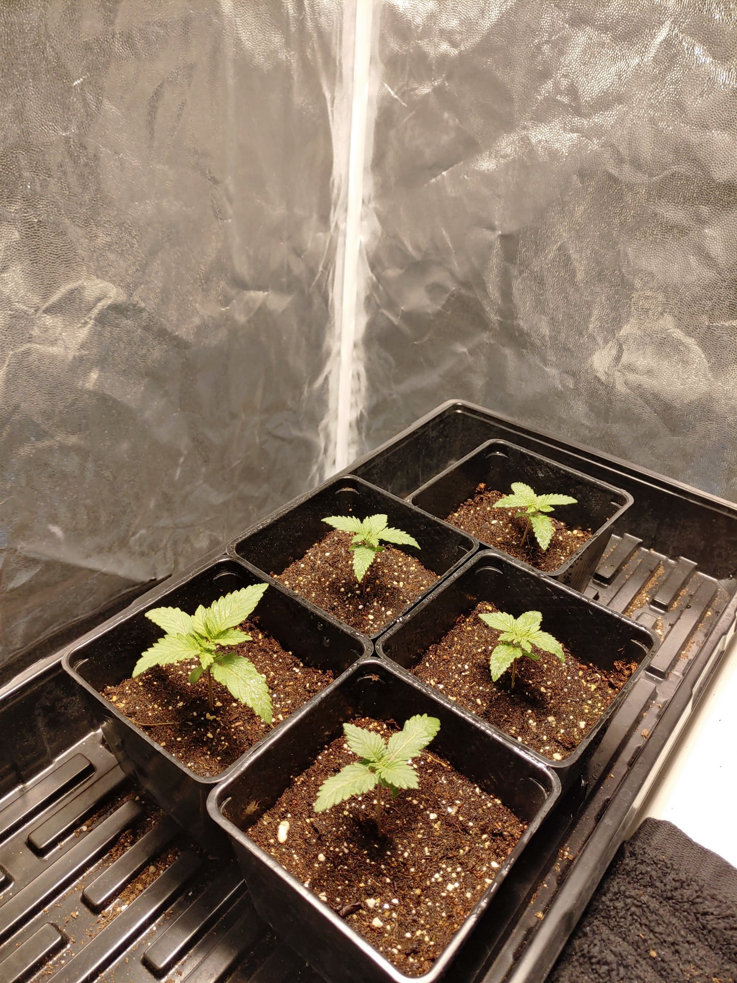 Rooting Day11
