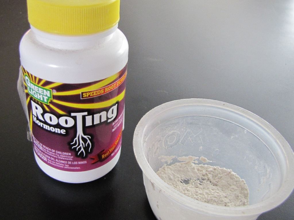 Rooting hormone 21