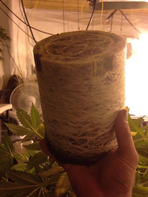 Roots 2