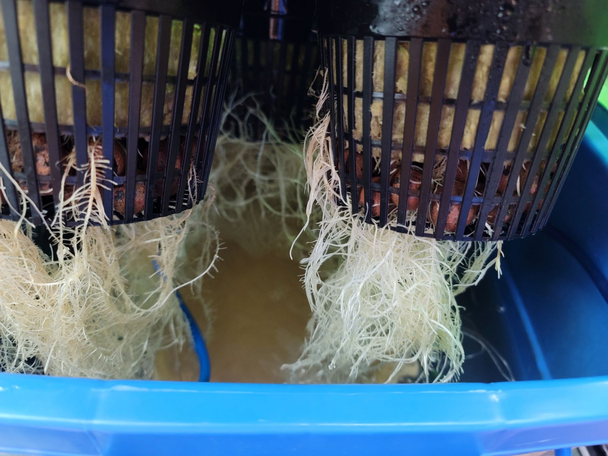Roots 35