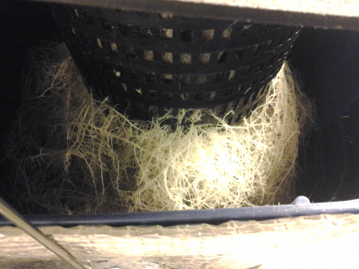 Roots day24