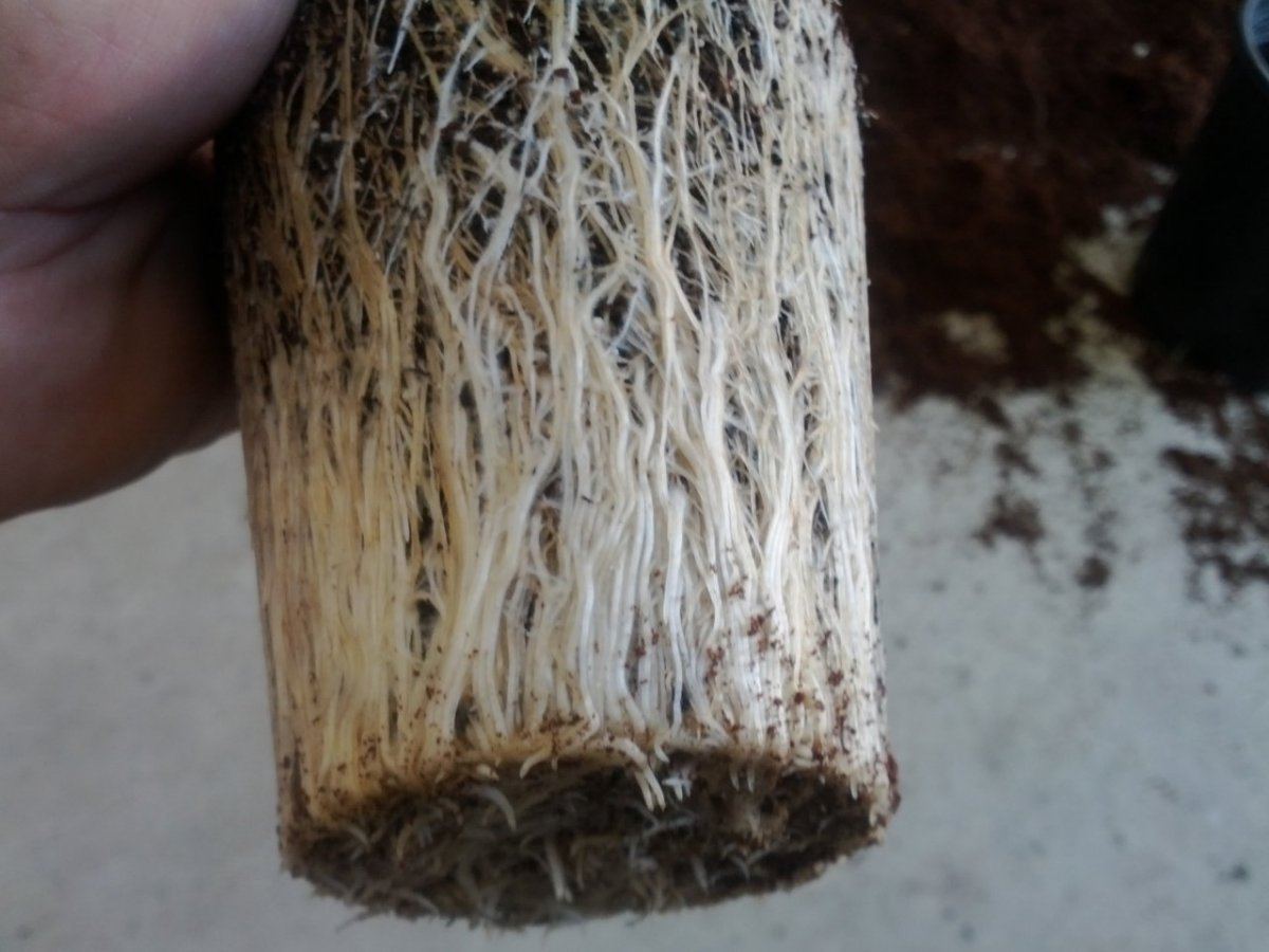 Roots from gods nutrients 2
