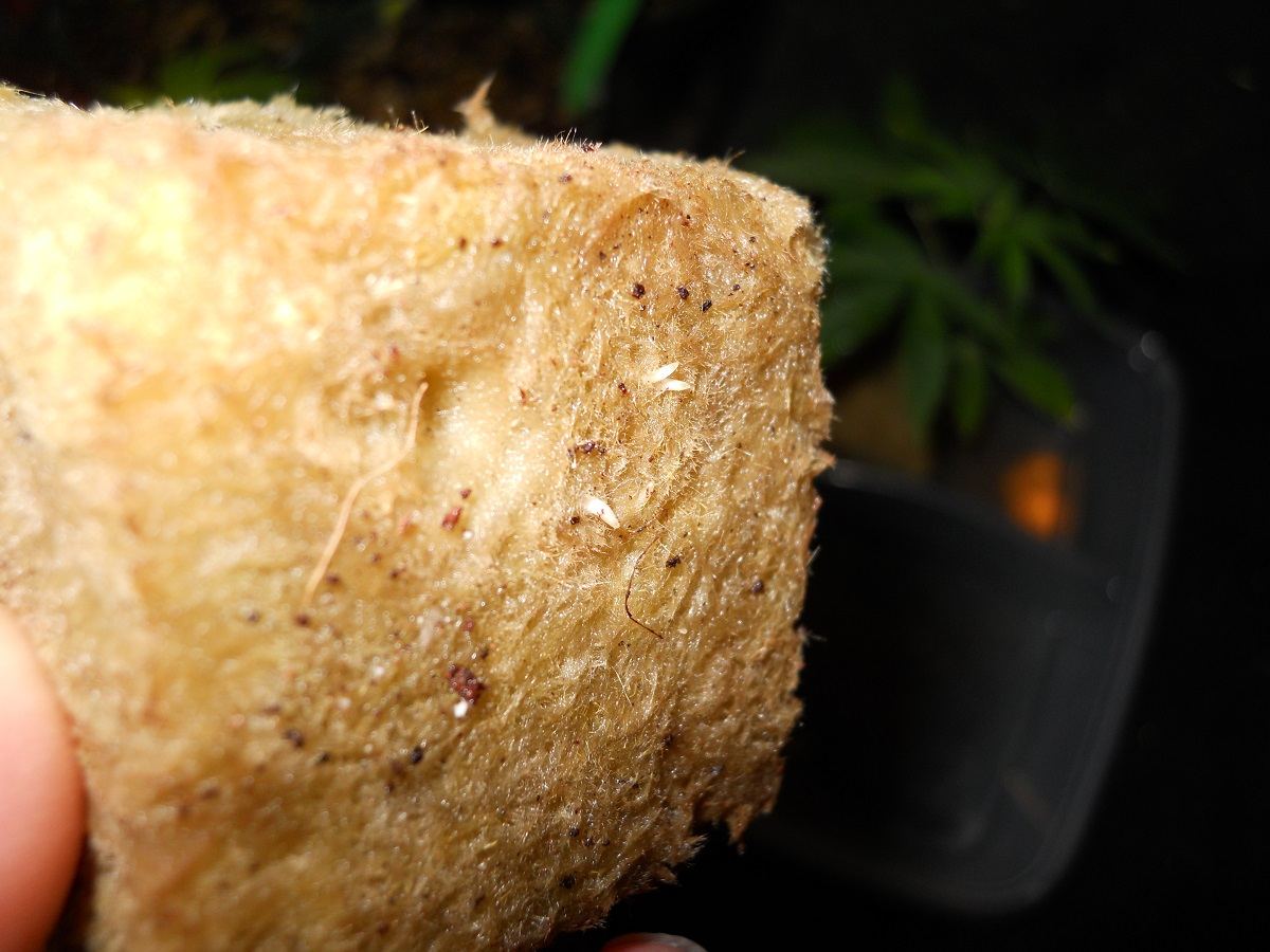 Roots in 8 days