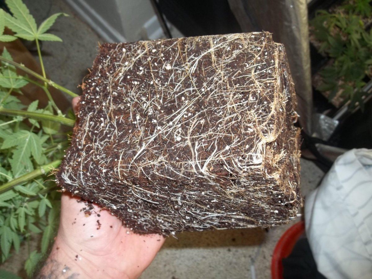 Roots