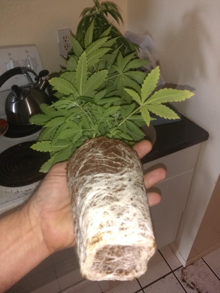 Roots