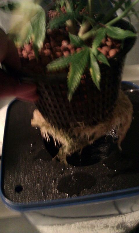 Roots