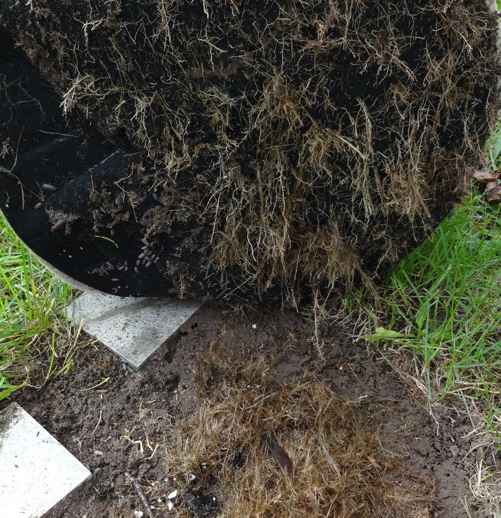 Roots