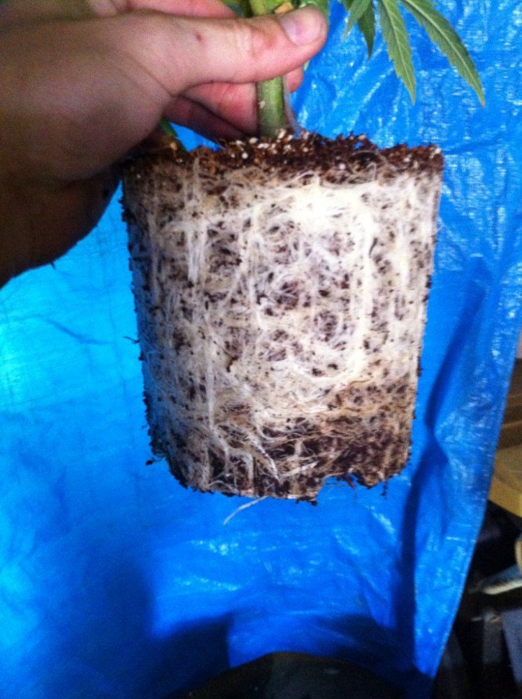 Roots