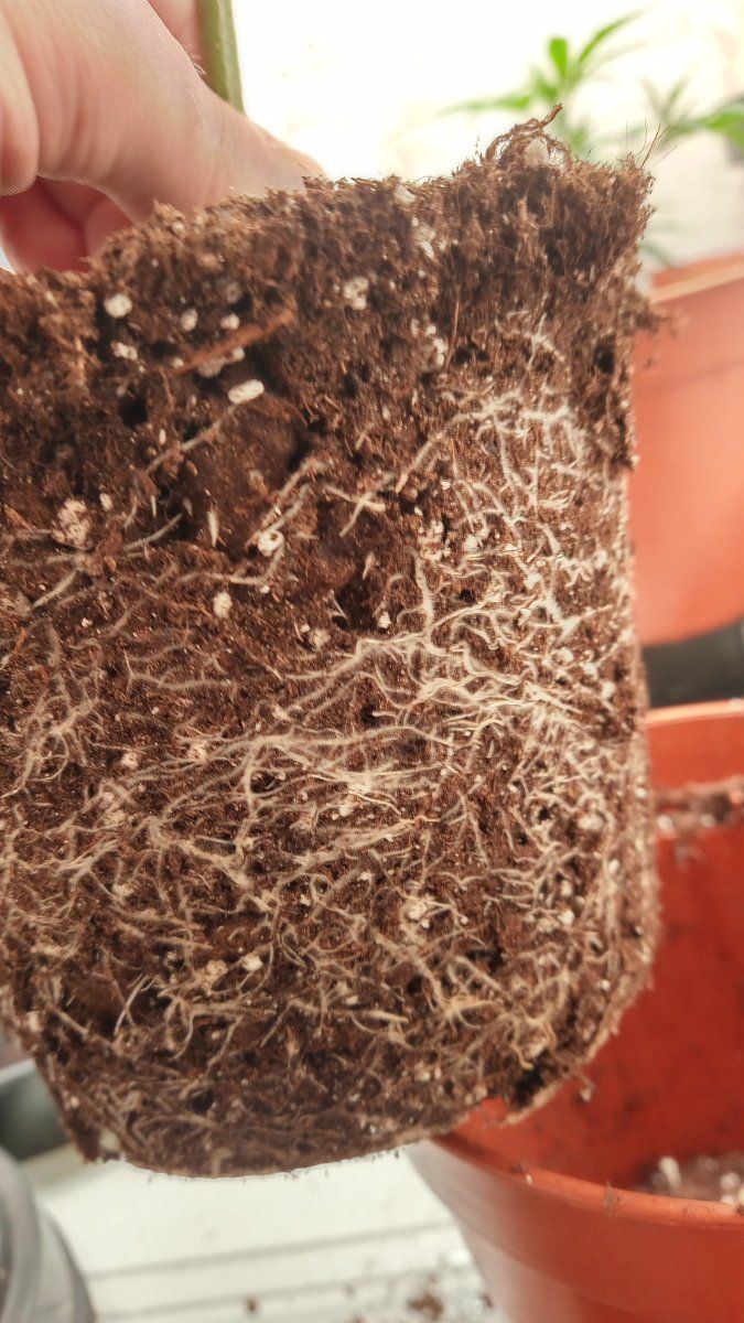 Roots