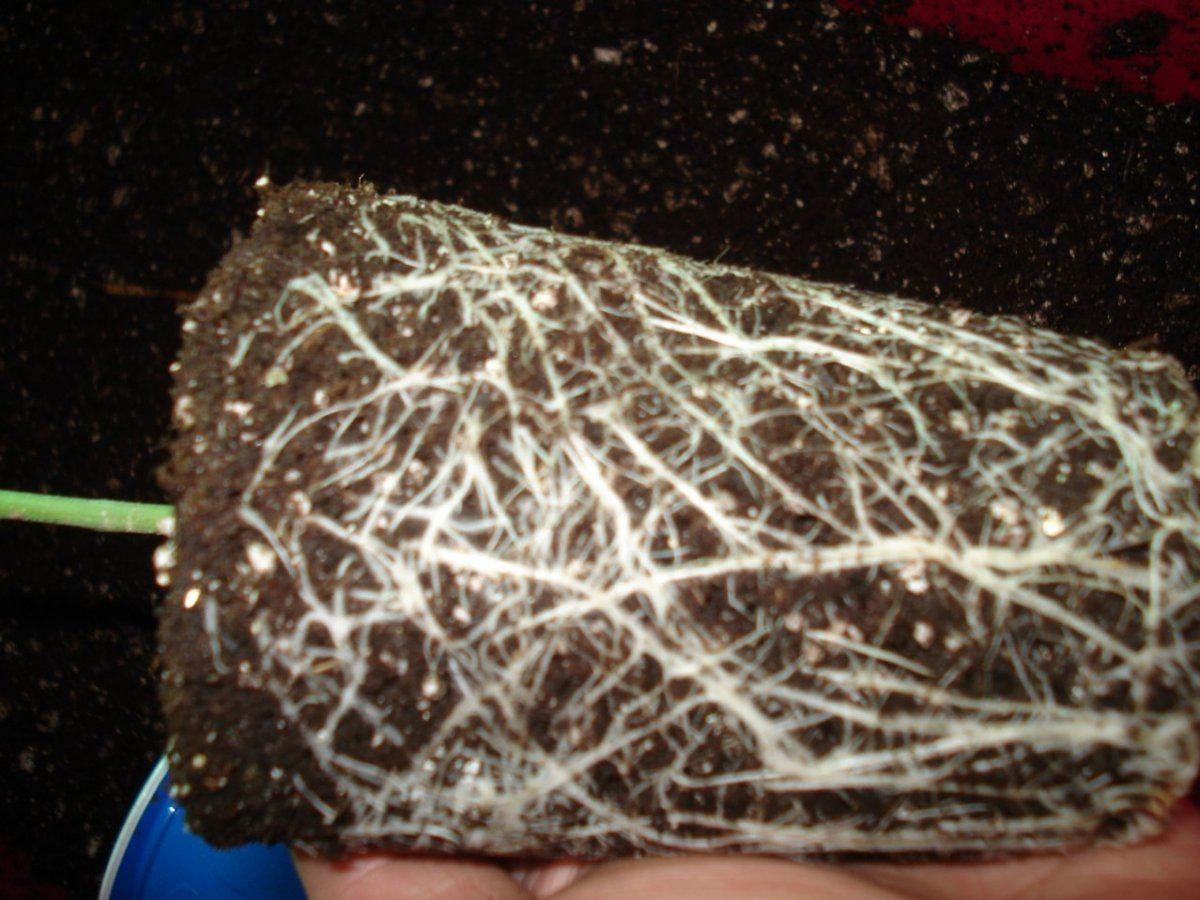 Roots