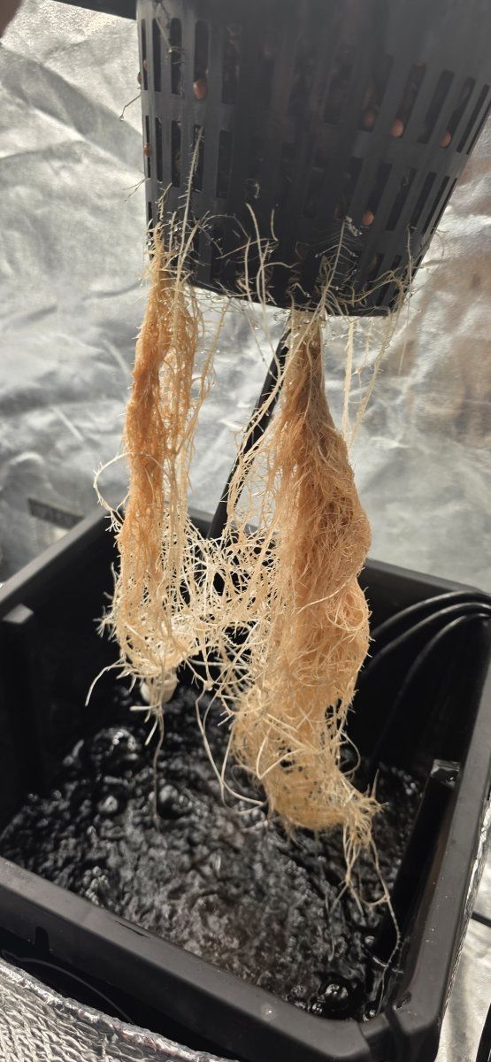Roots