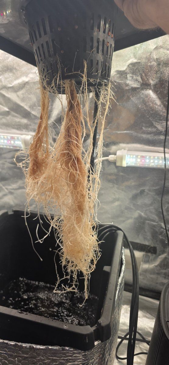 Roots