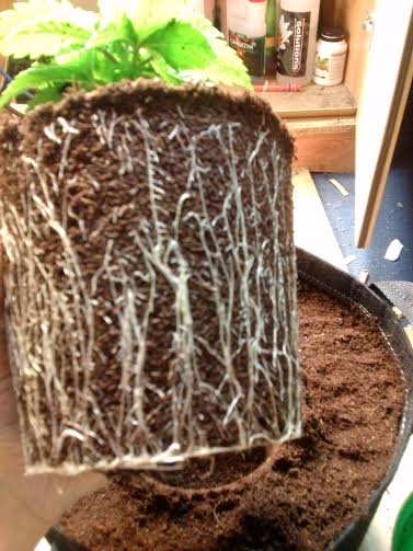 Roots