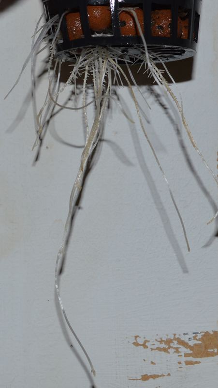 Roots