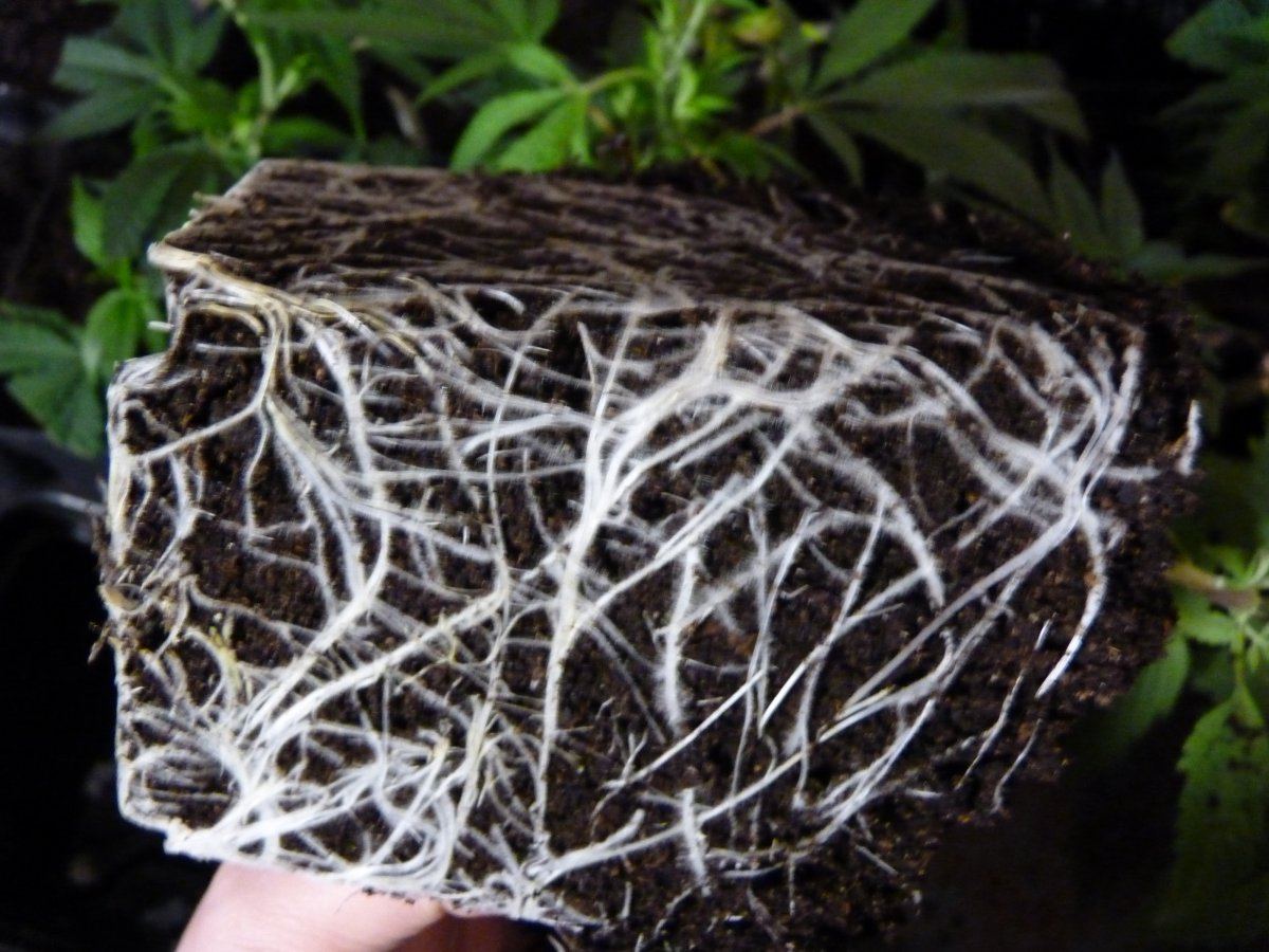 Roots