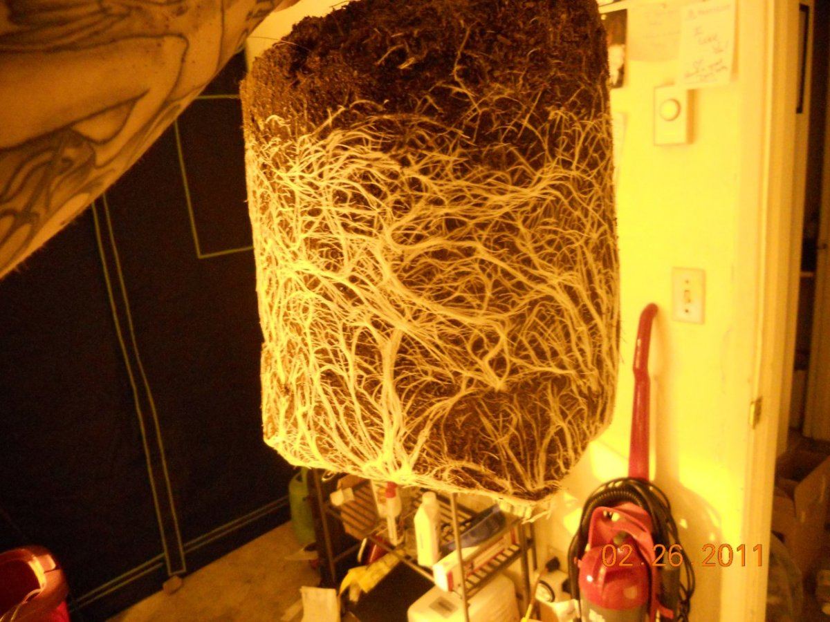 Roots n update 001