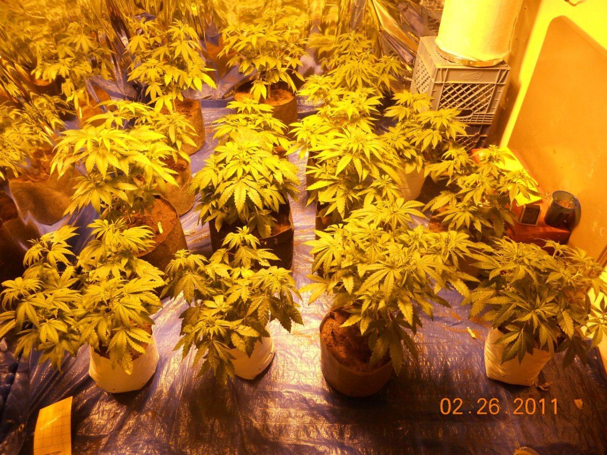 Roots n update 002