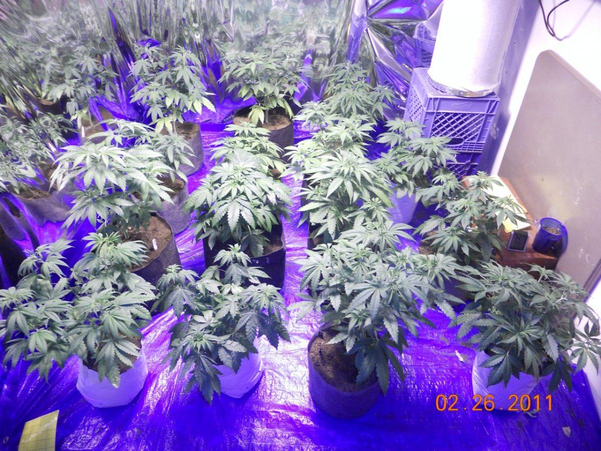 Roots n update 003