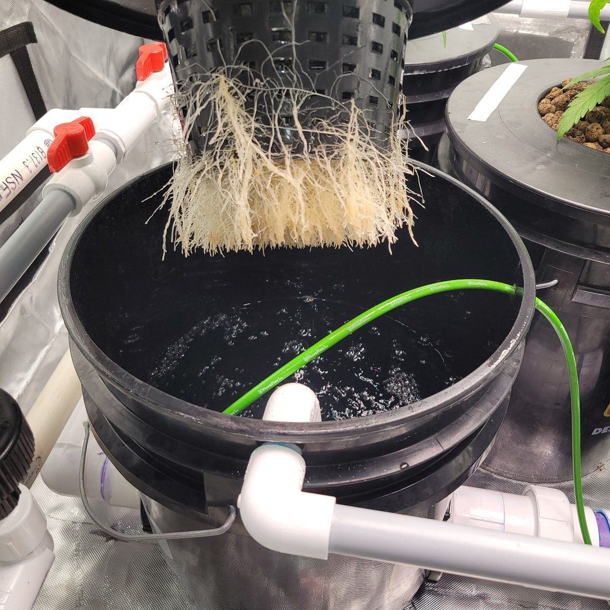Roots not breaking water line 13