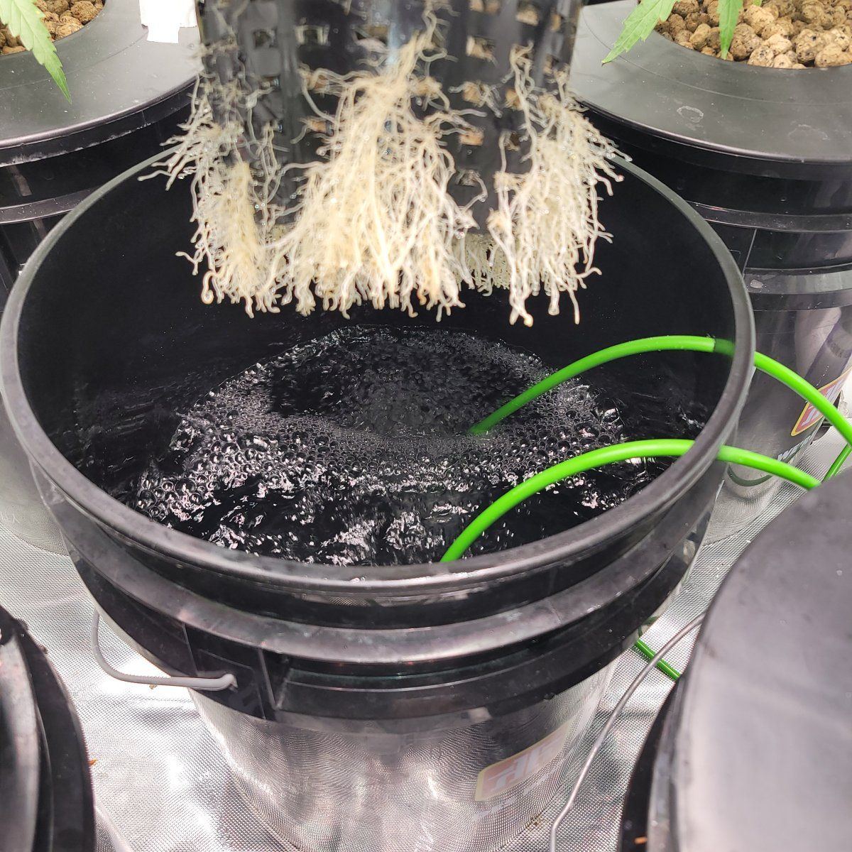 Roots not breaking water line 2