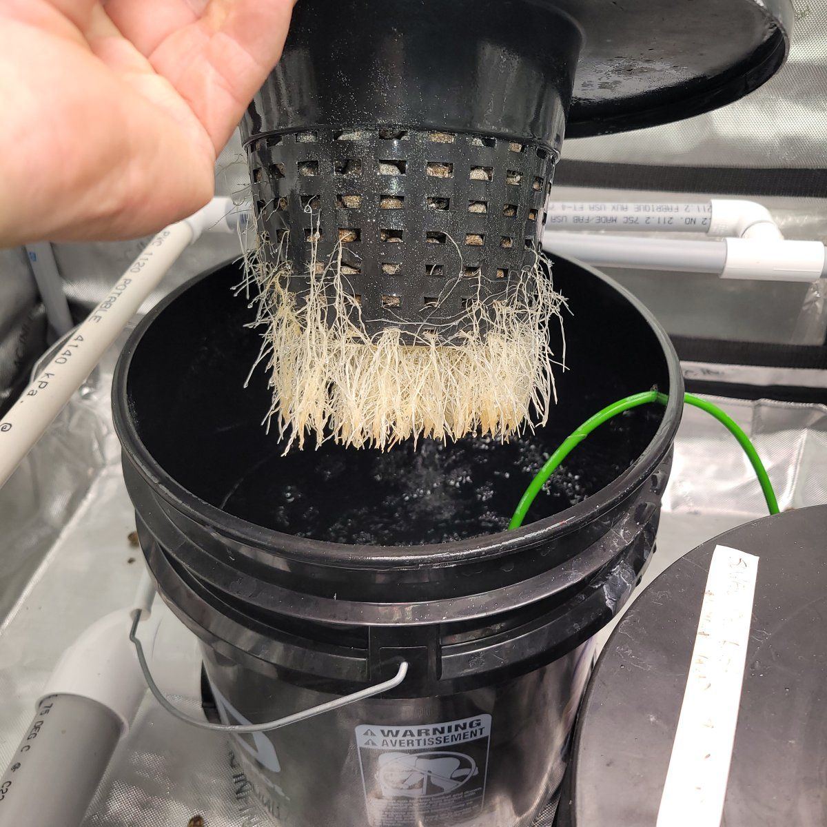 Roots not breaking water line 3