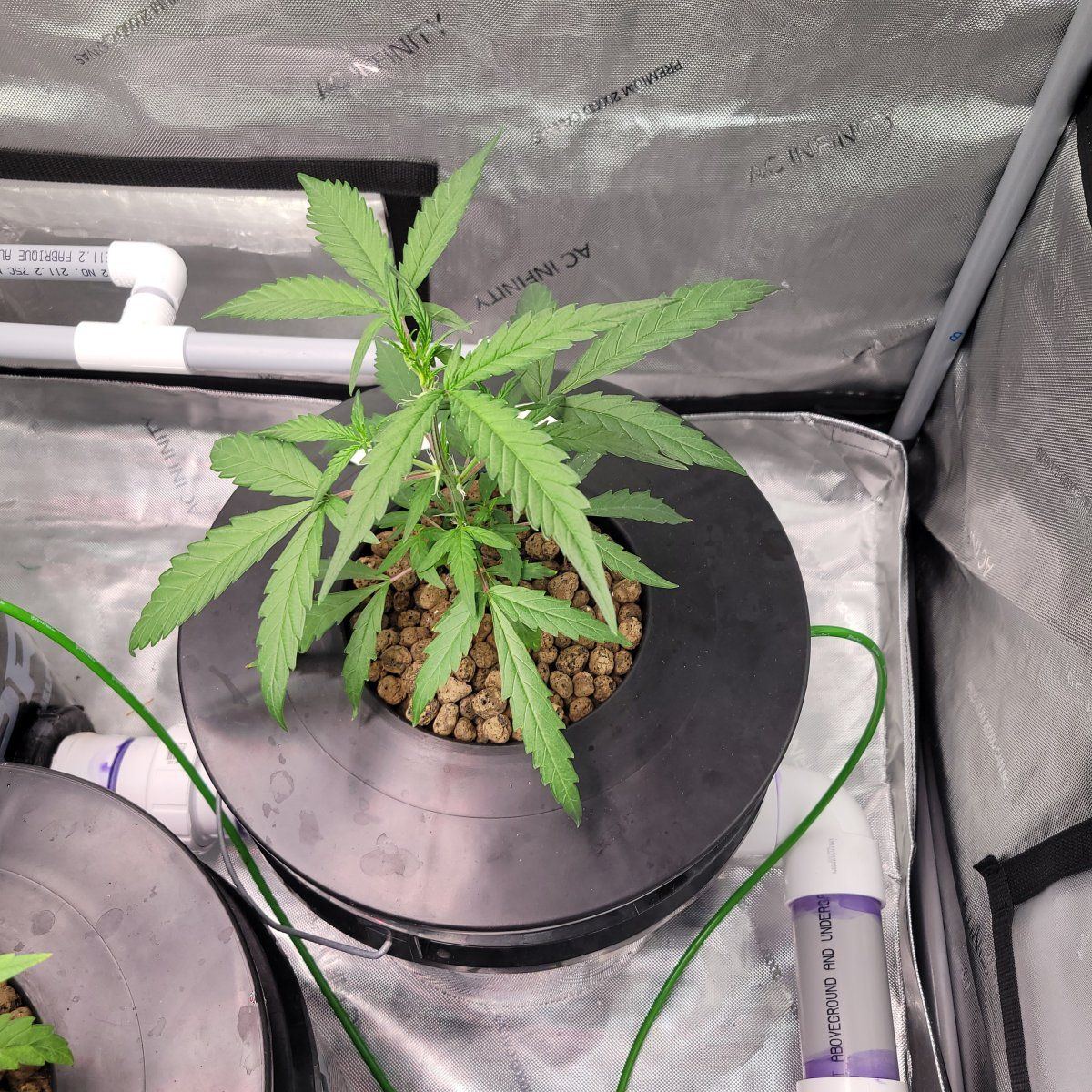 Roots not breaking water line 5