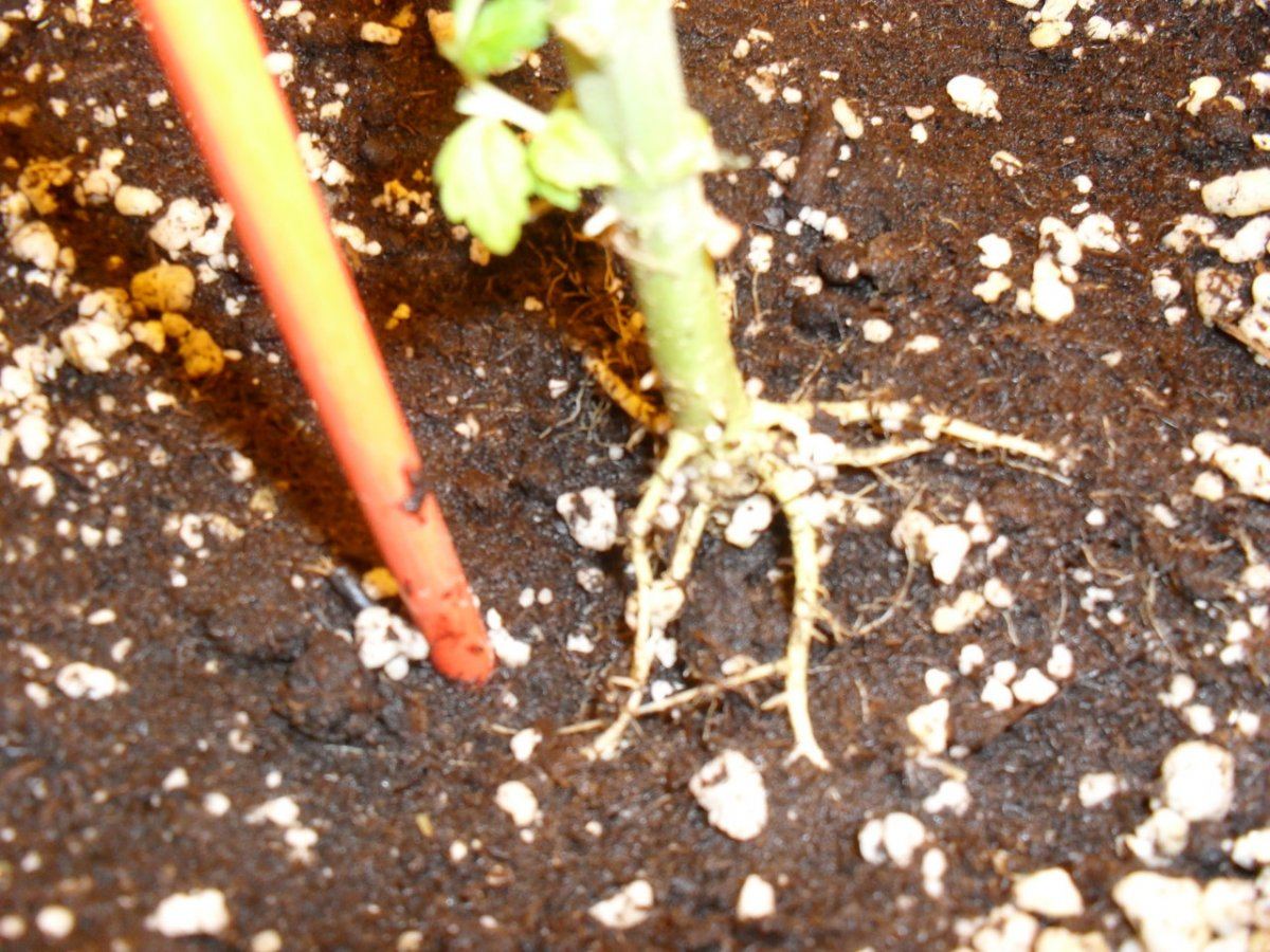 Roots on 818