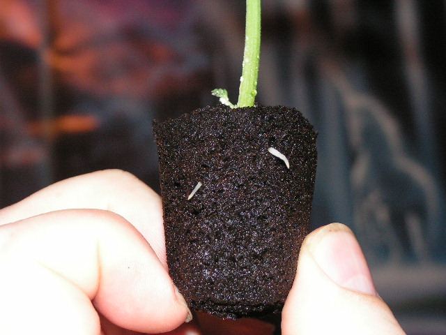 ROOTS ON CLONES