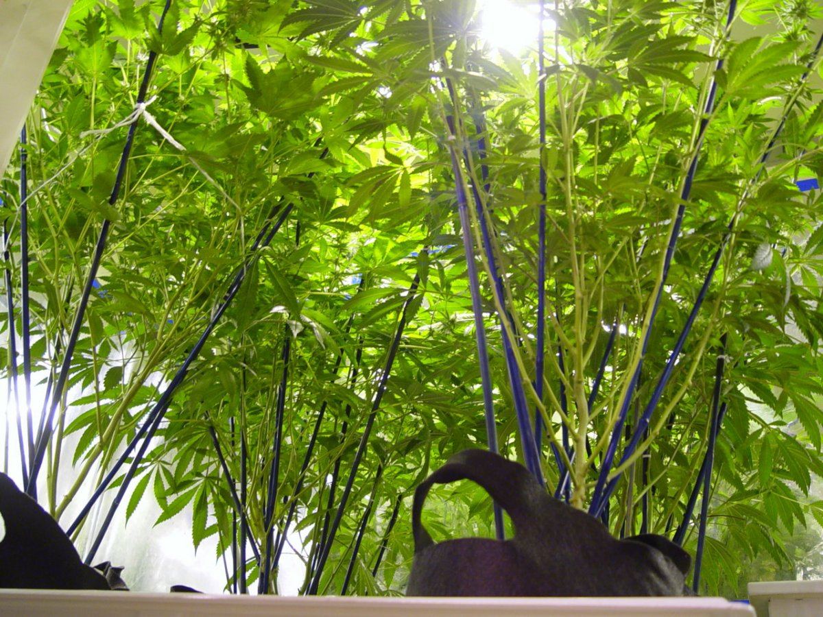 Roots Organic Bloom 4