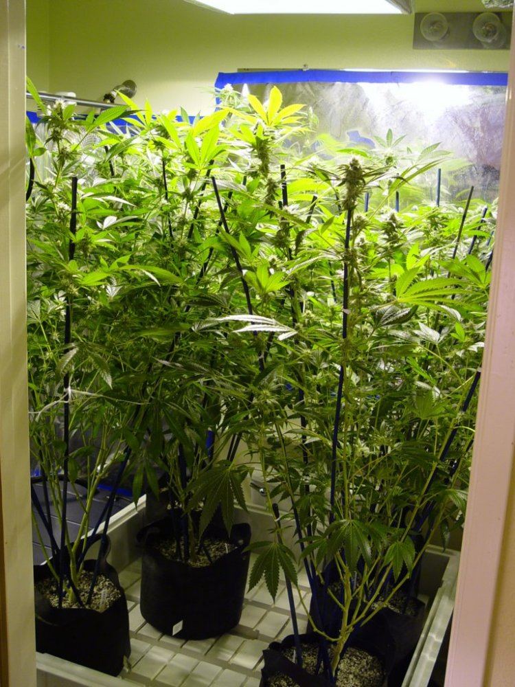 Roots Organic Bloom 5