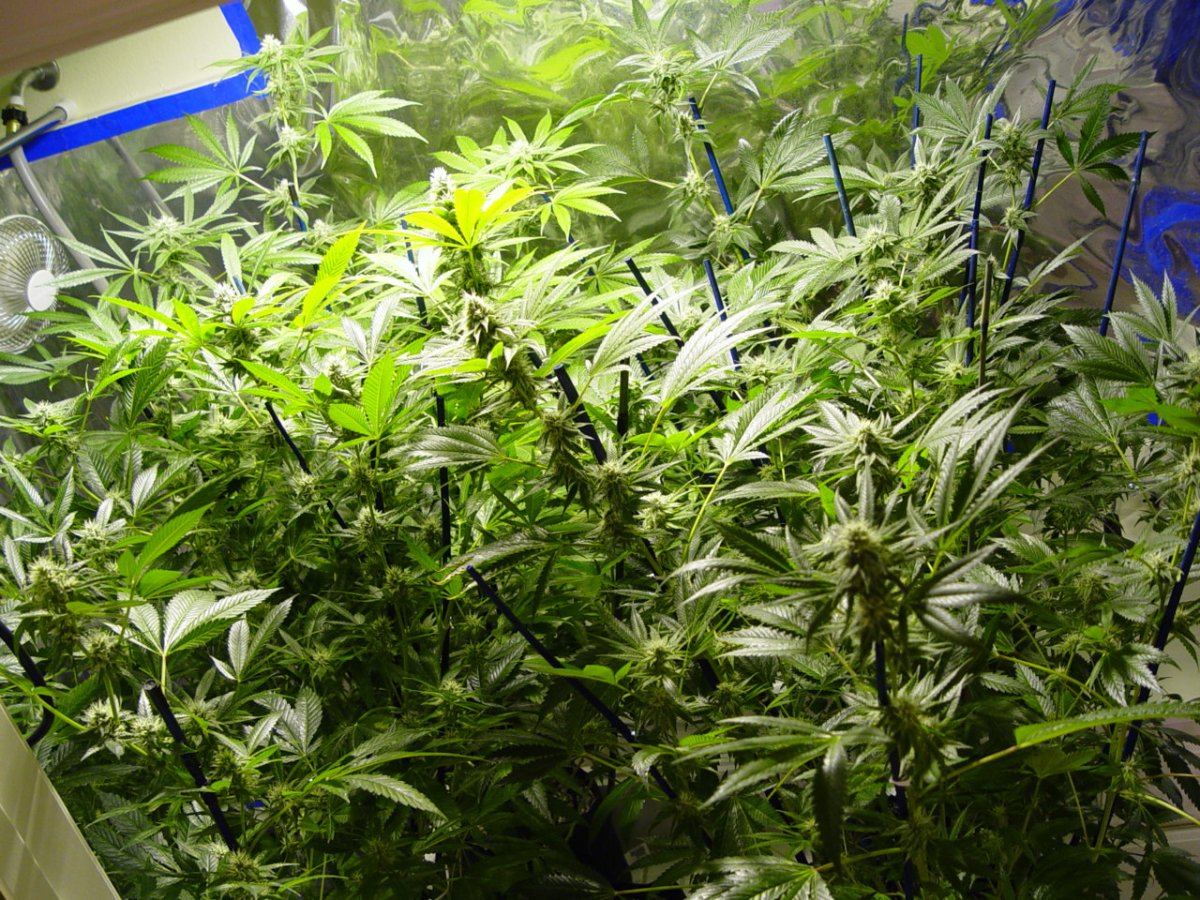 Roots Organic Bloom 6