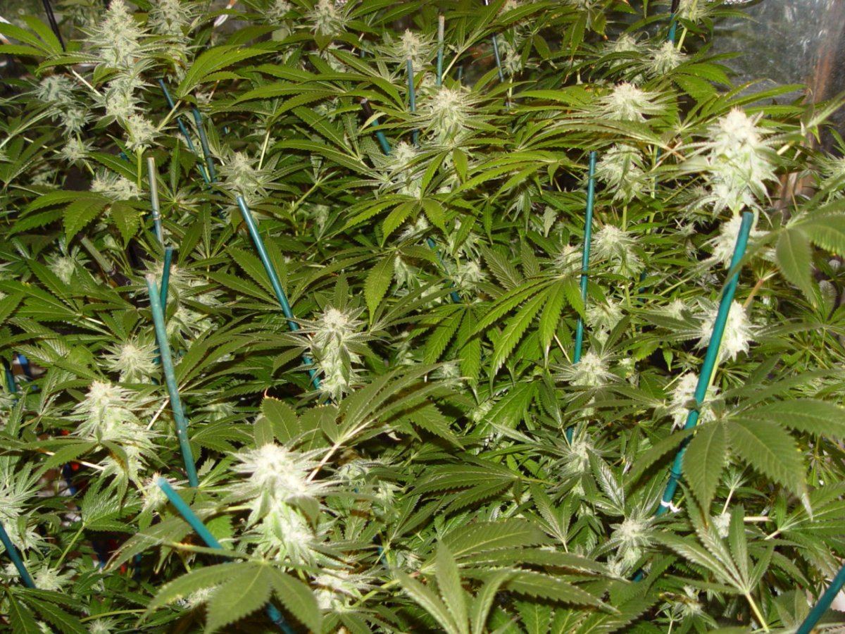 Roots Organic Bloom 8