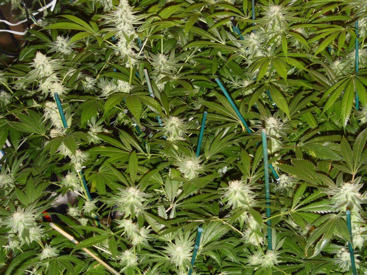 Roots Organic Bloom 9