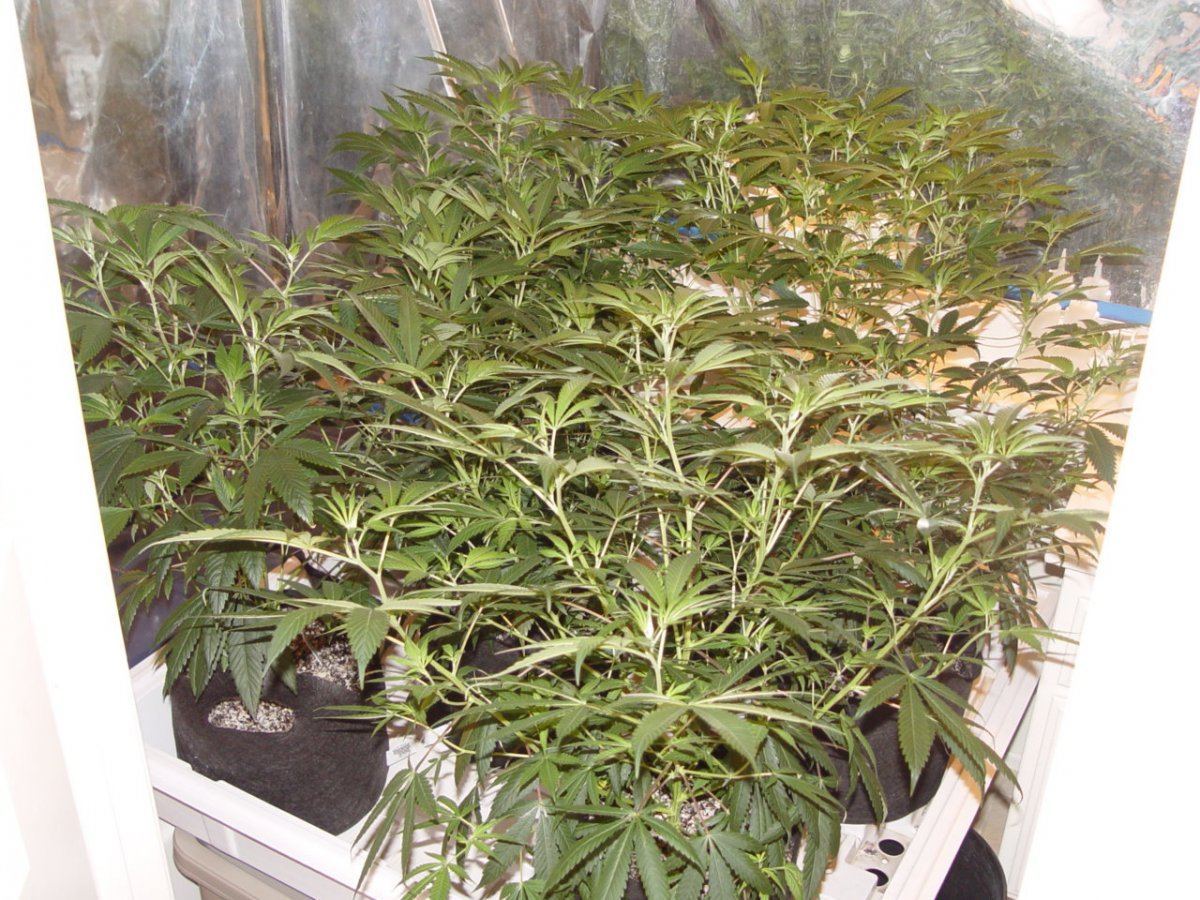 Roots Organic Flip 1