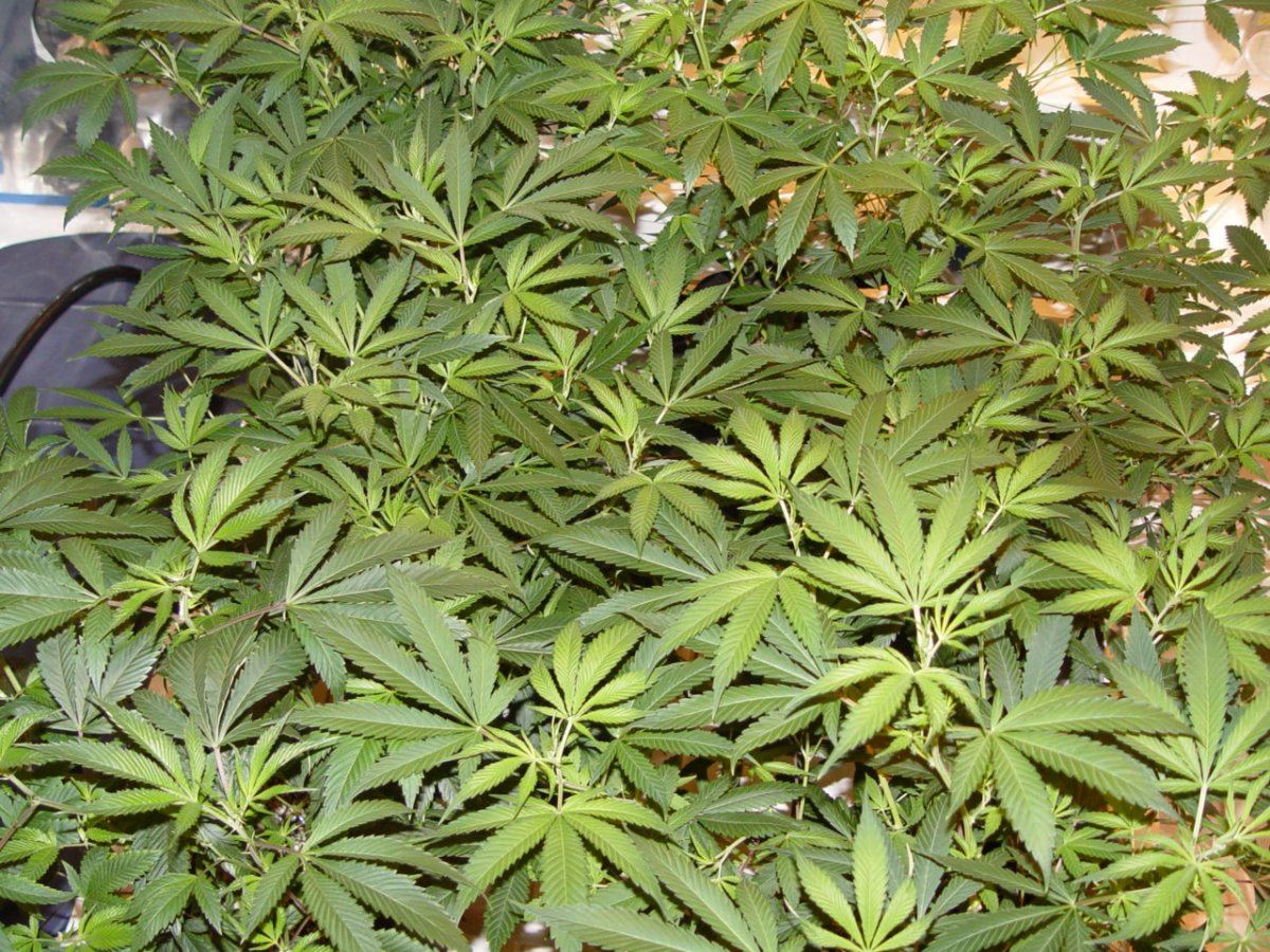 Roots Organic Flip 2