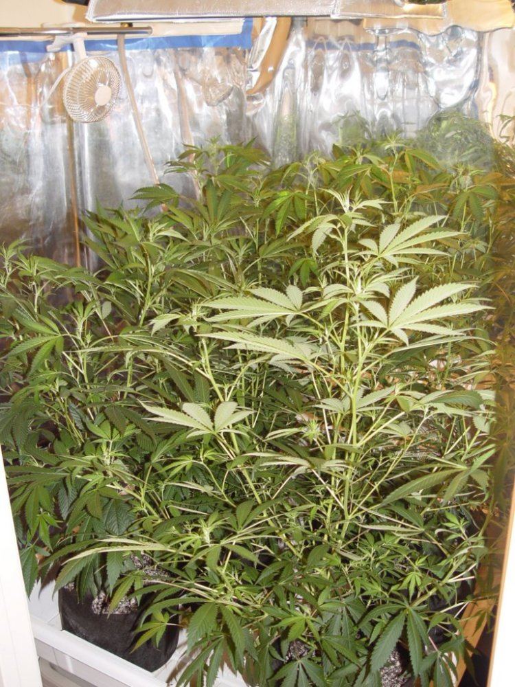 Roots Organic Flip 3