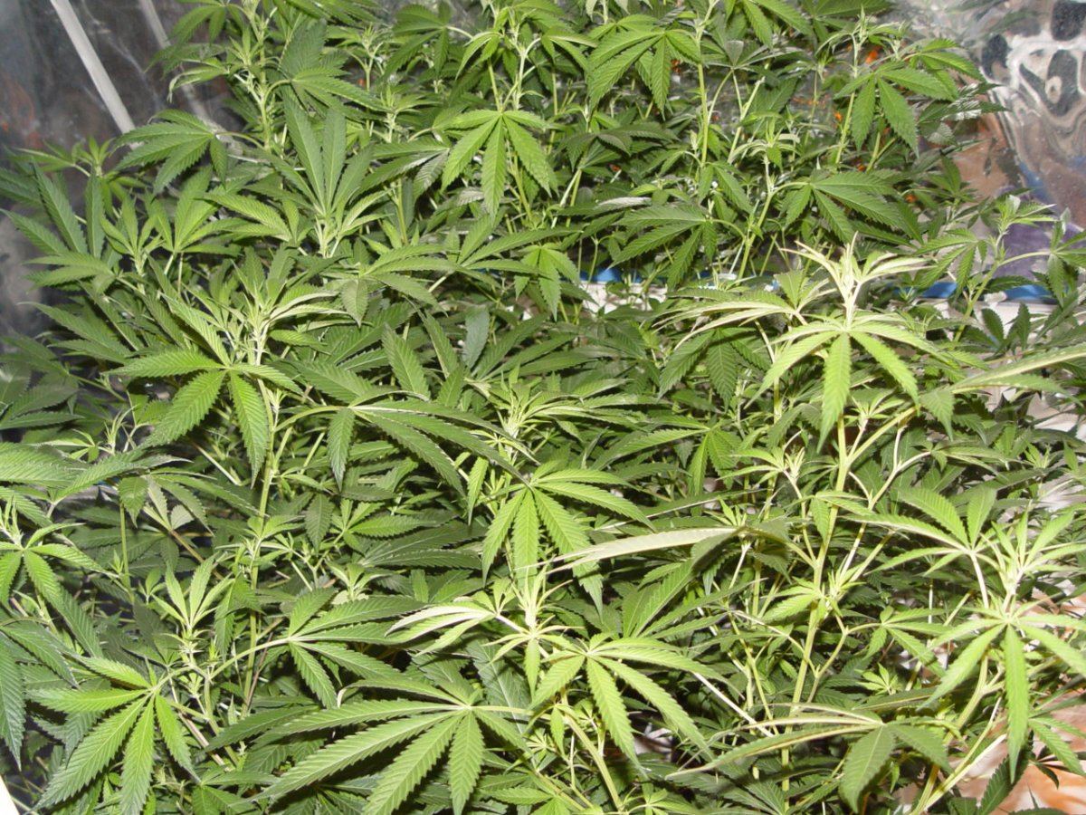 Roots Organic Flip 4